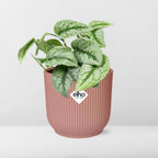 Detailfoto van Scindapsus Pictus ‘Trebie’ in ELHO Vibes Fold 14cm roze