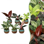 6x Baby Philodendron Family