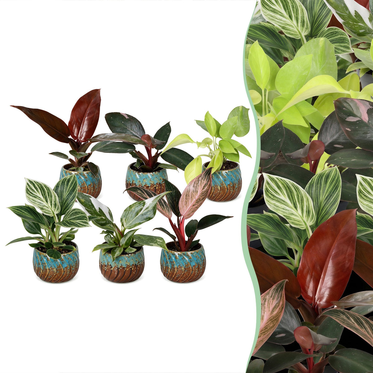 6x Baby Philodendron Family