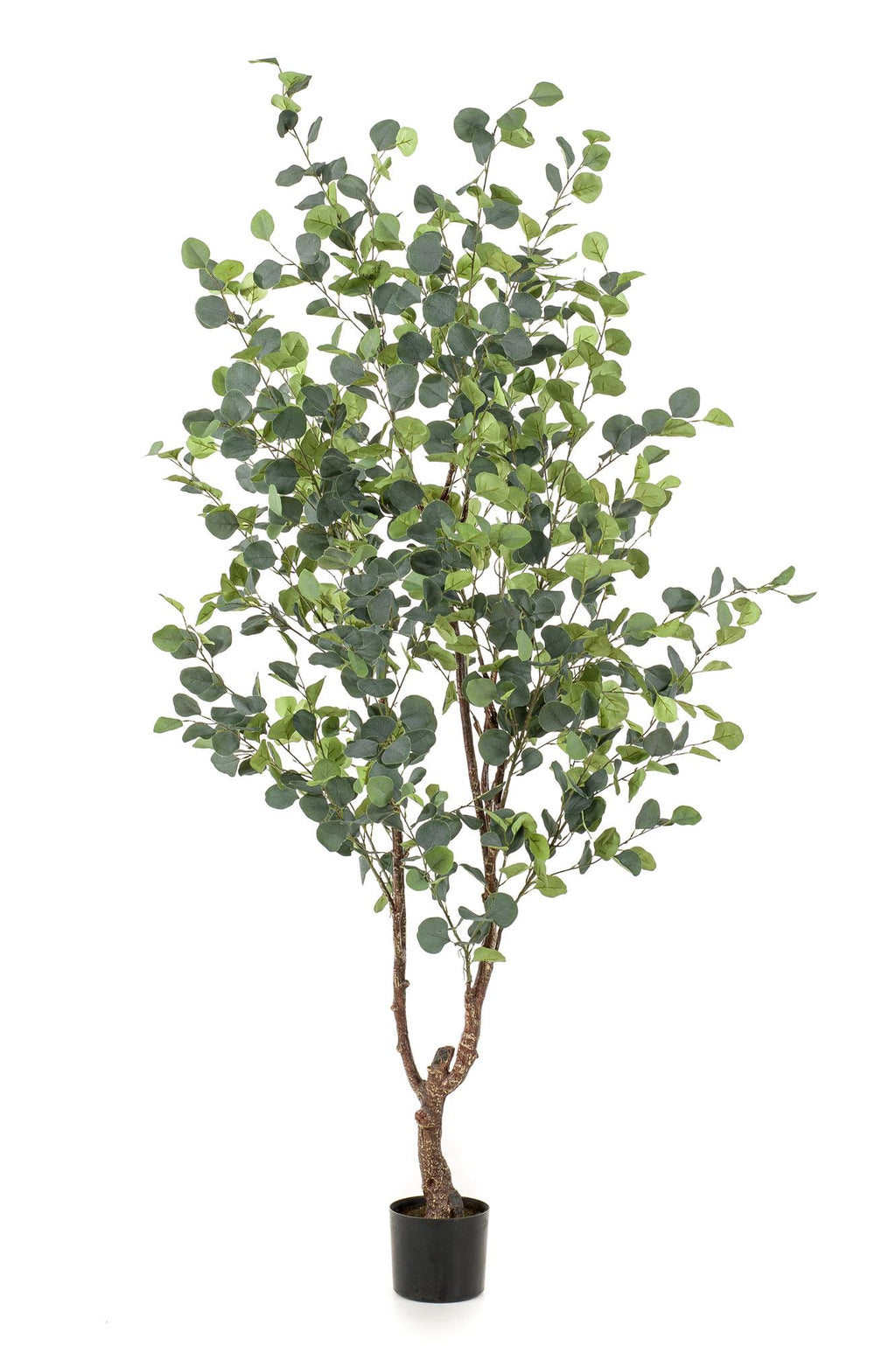 Productafbeelding van Pureplant