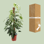 Detailfoto van Epipremnum Pinnatum Albo Variegata
