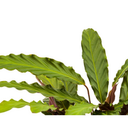 Calathea Rufibarba