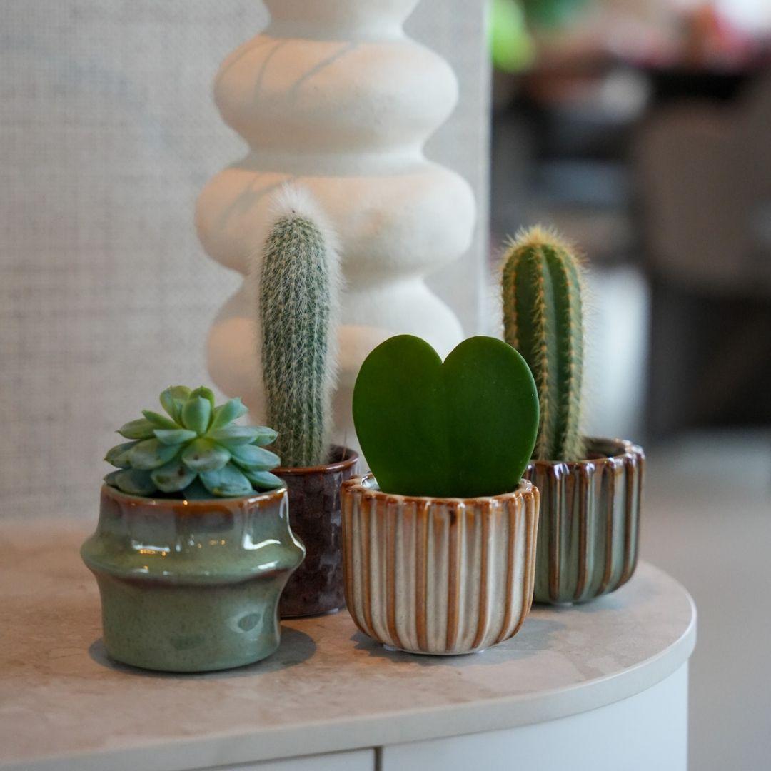 Plantenset San Juan, 6 mini-kamerplanten met potjes, detail van het blad