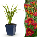 Daglelie Autumn Red, 12x met rode bloemen, geschikte tuinplant