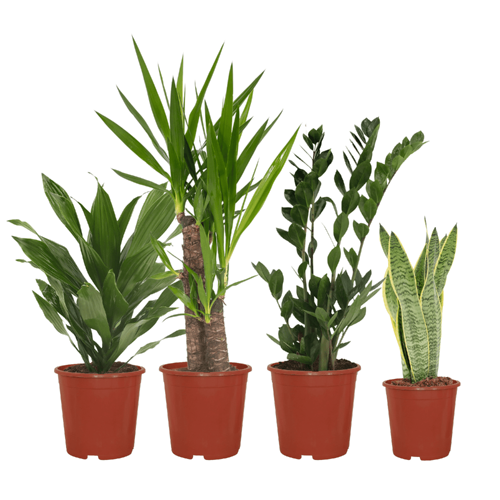 Detailfoto van Makkelijke plantenbox - 4 kamerplanten - Diverse hoogtes