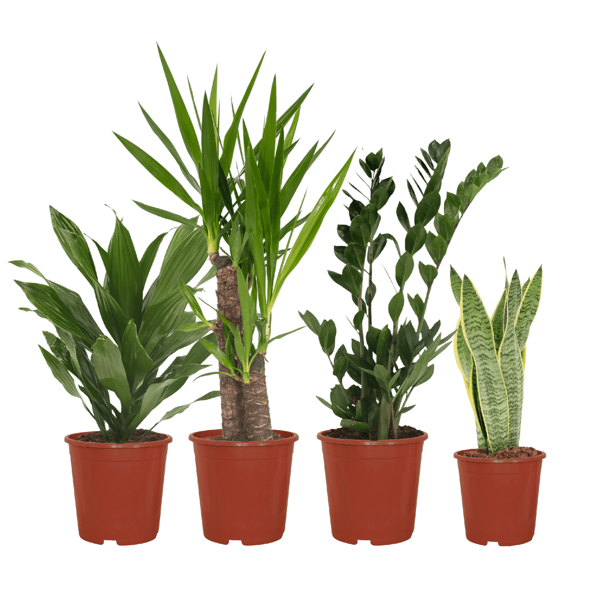 Detailfoto van Makkelijke plantenbox - 4 kamerplanten - Diverse hoogtes