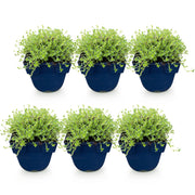 Vasteplant - Thymus praecox Albiflorus - Witte kruiptijm - Geurend - Wit - 6 Planten - Pot 11cm - Hoogte 15-25cm