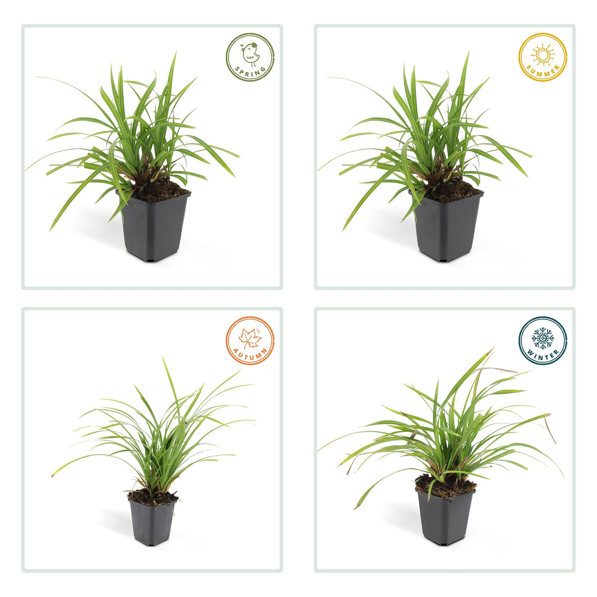 Carex morrowii 'Irish Green', groeiwijze van de plant