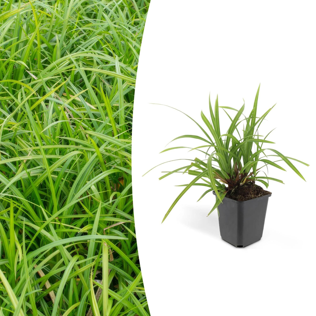 Carex morrowii 'Irish Green', plant in pot