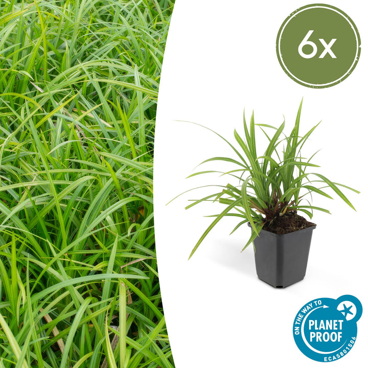 Carex morrowii &