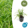 Carex morrowii 'Irish Green'