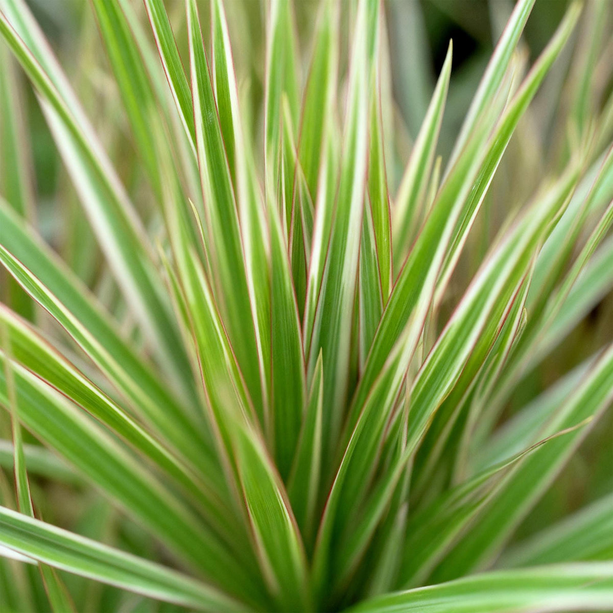 Dracaena Marginata Bicolor, 70-75 cm hoog, plant in kweekpot