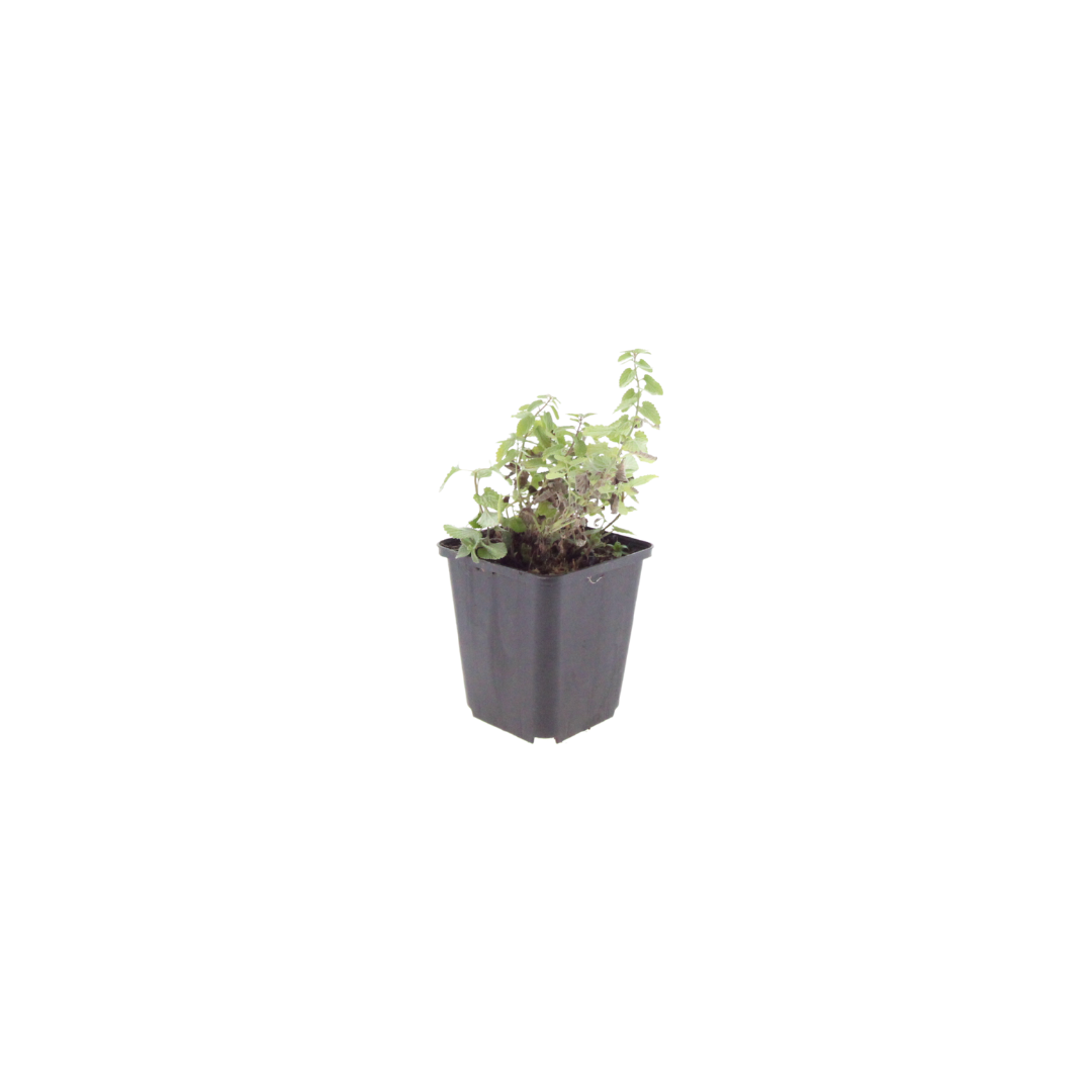 Nepeta 'Grol', groene bladeren