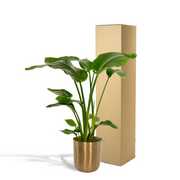 Strelitzia Nicolai