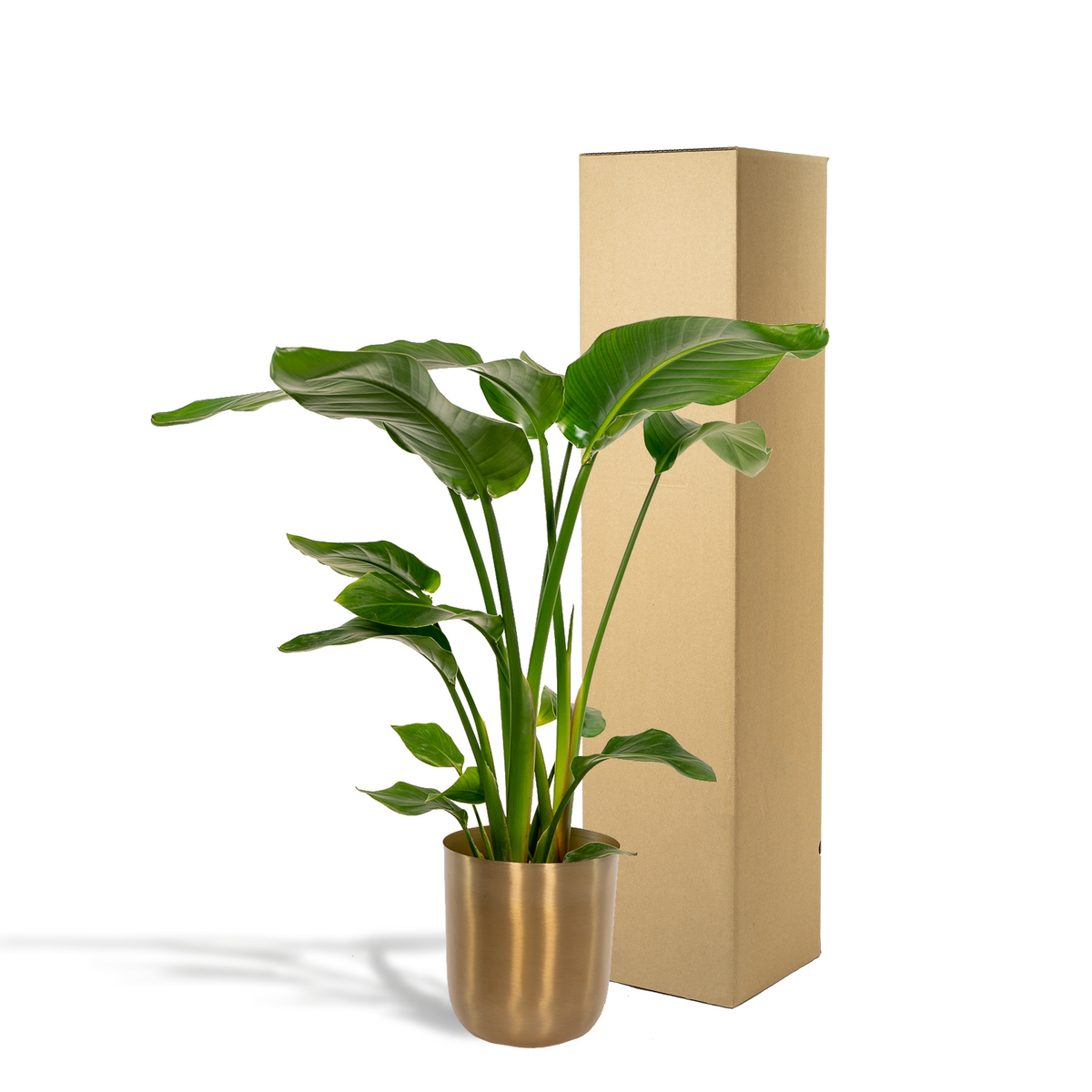 Detailfoto van Strelitzia Nicolai