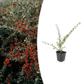 Cotoneaster suec. 'Coral Beauty', plant in pot