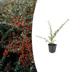 Cotoneaster suec. 'Coral Beauty', plant in pot