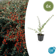 Cotoneaster suec. &