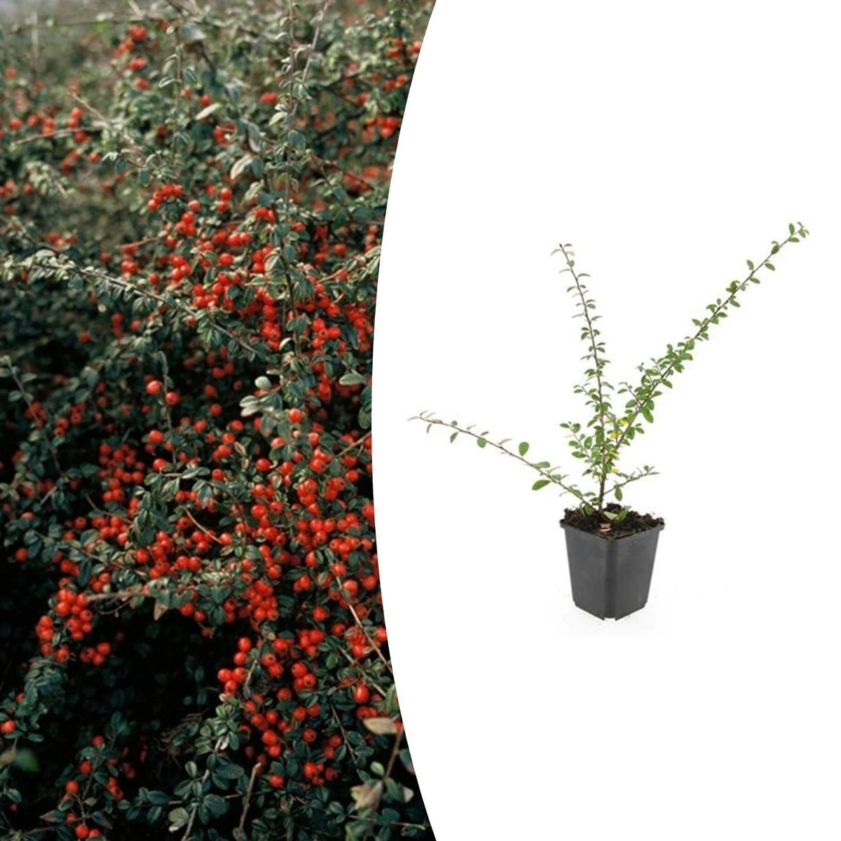 Cotoneaster suec. 'Coral Beauty', plant in pot