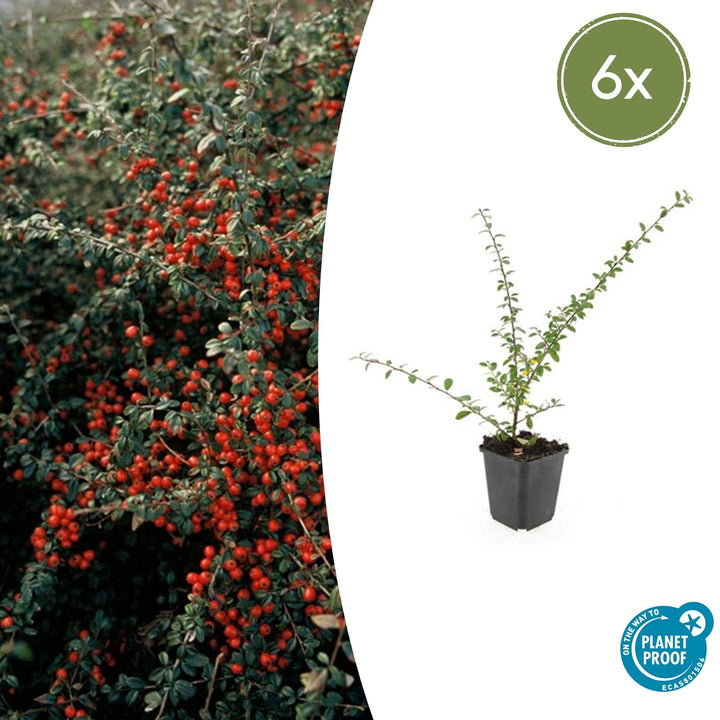 Cotoneaster suec. &