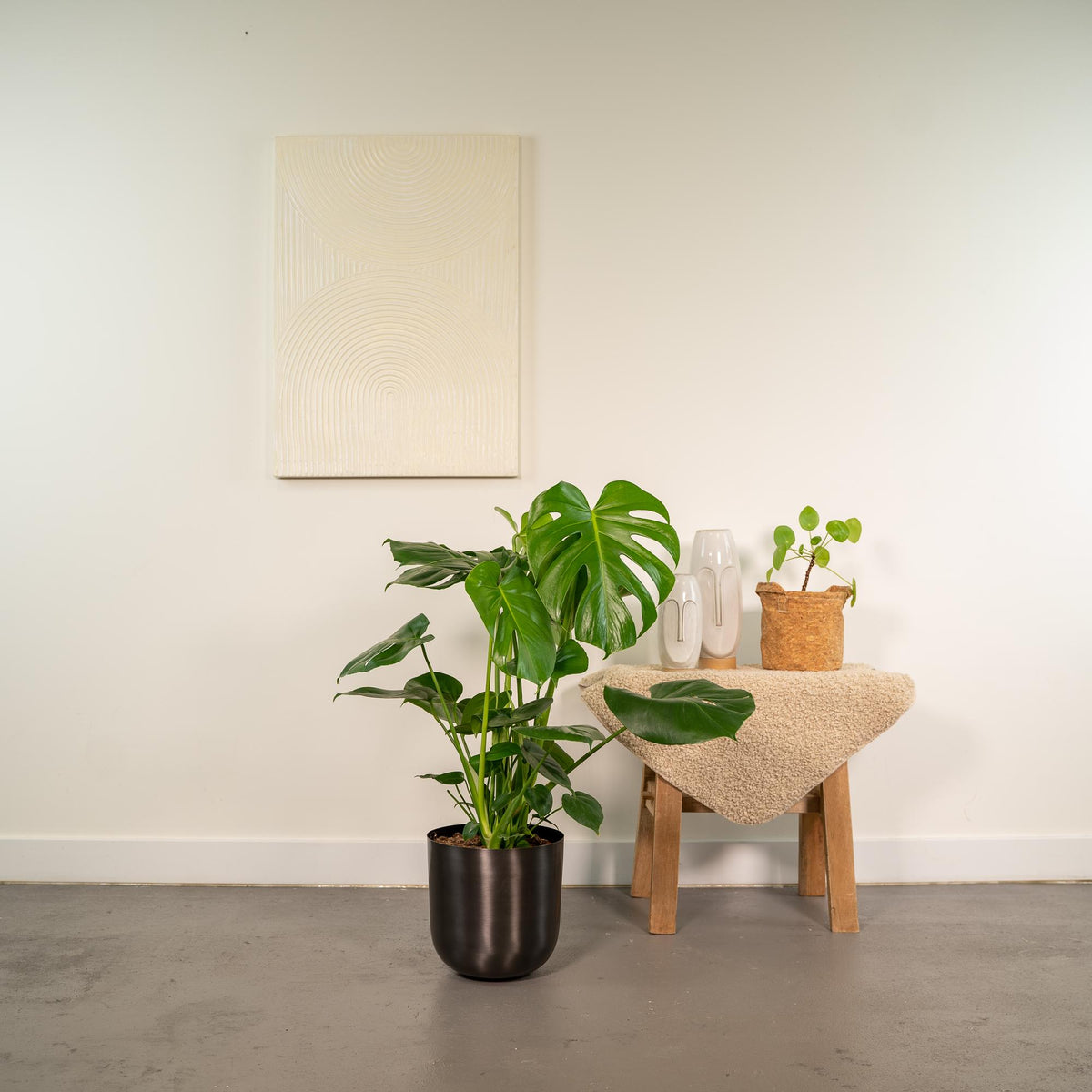 Productfoto van Monstera Deliciosa