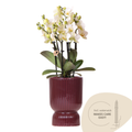 Witte Lausanne orchidee + rode Diabolo sierpot, plant in pot
