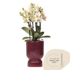Witte Lausanne orchidee + rode Diabolo sierpot, plant in pot