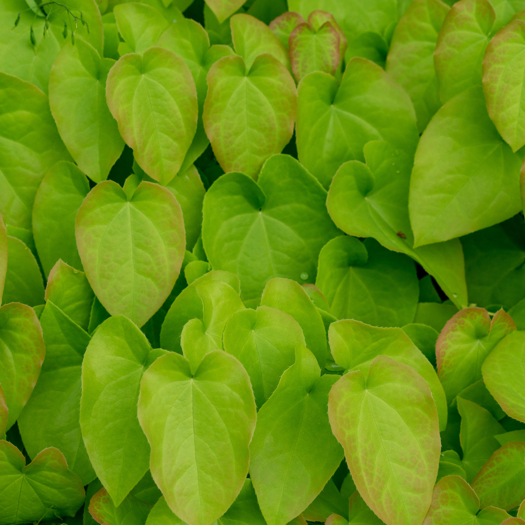 Epimedium rubrum, compacte plant