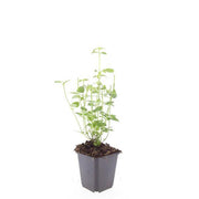6x Agastache &