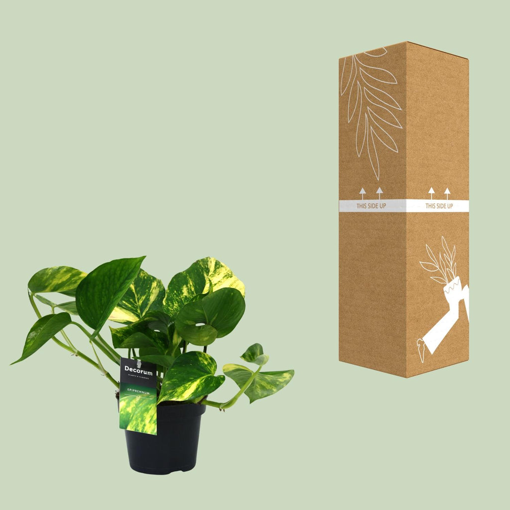 Detailfoto van Aanbieding - Scindapsus (Epipremnum) Aureum
