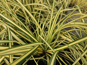 Carex oshim. &