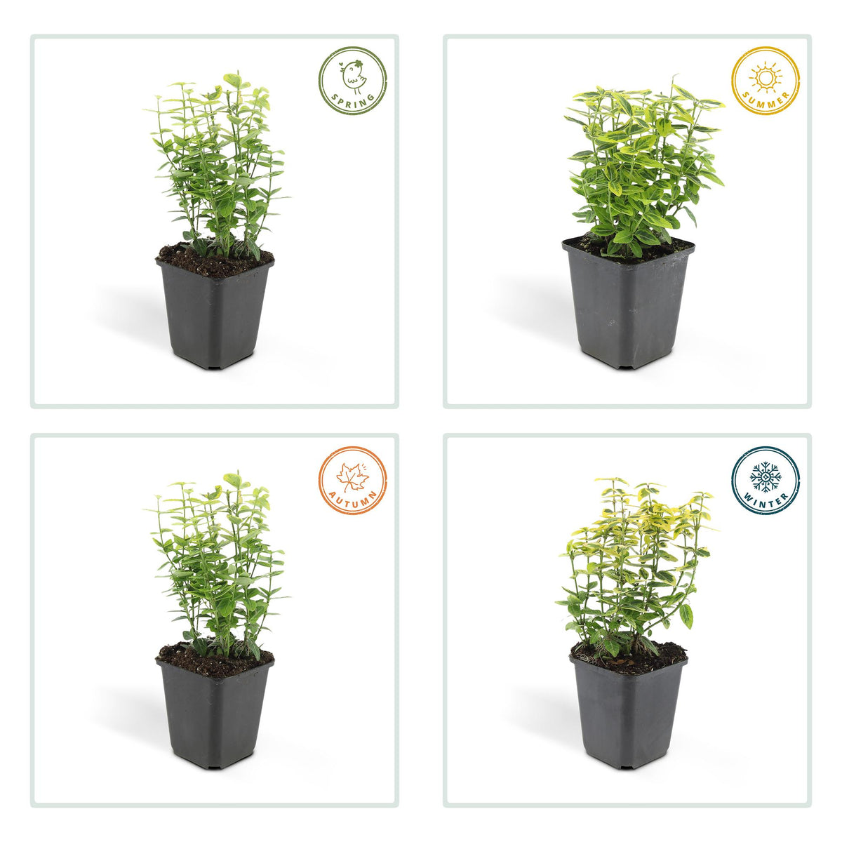 Productafbeelding van Pureplant