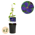 Clematis Jackmanii, plant in pot