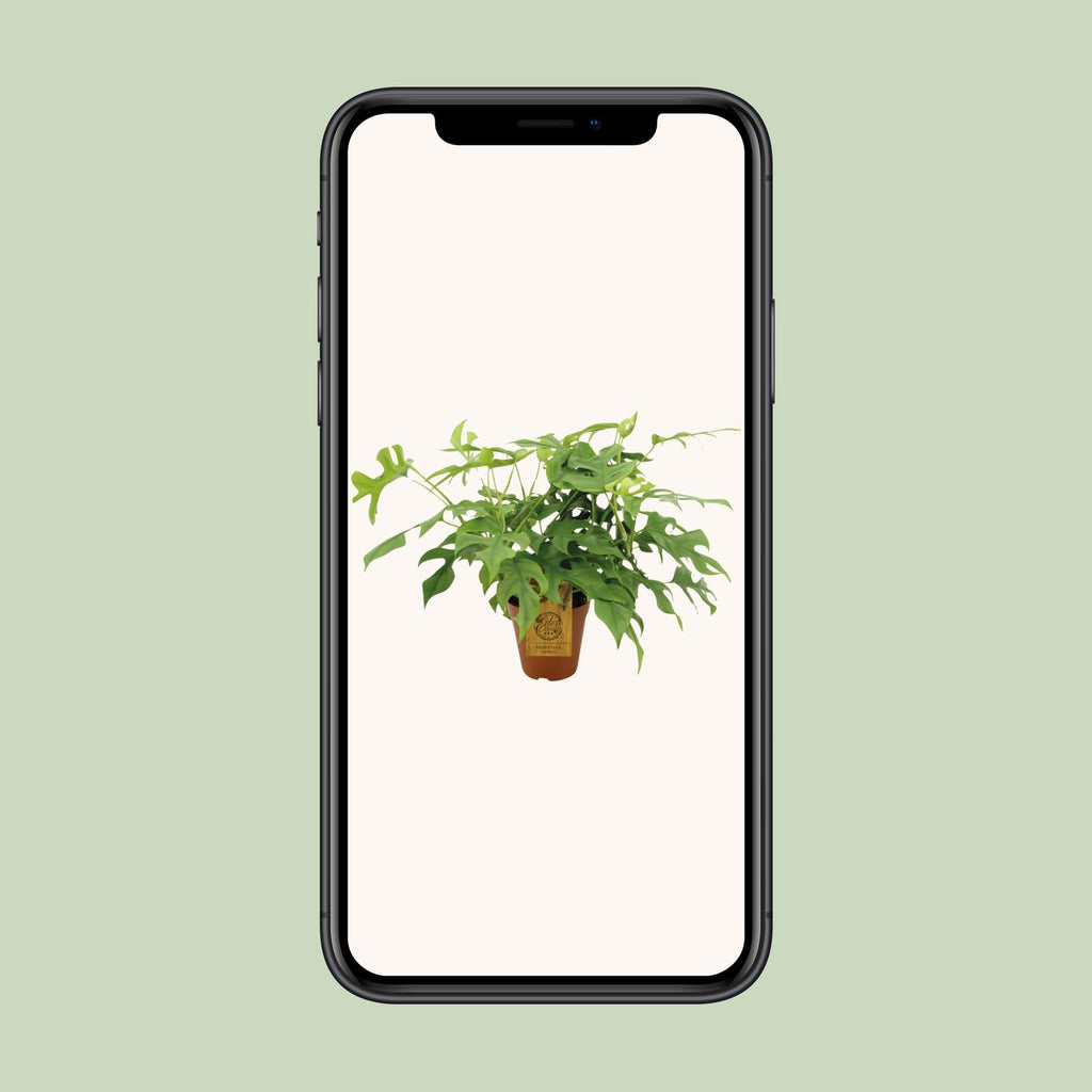Detailfoto van Monstera Minima
