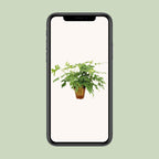 Detailfoto van Monstera Minima