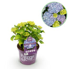 Hortensia Hydrangea Forever & Ever blauw, detail van het blad
