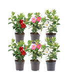 Productafbeelding van Pureplant