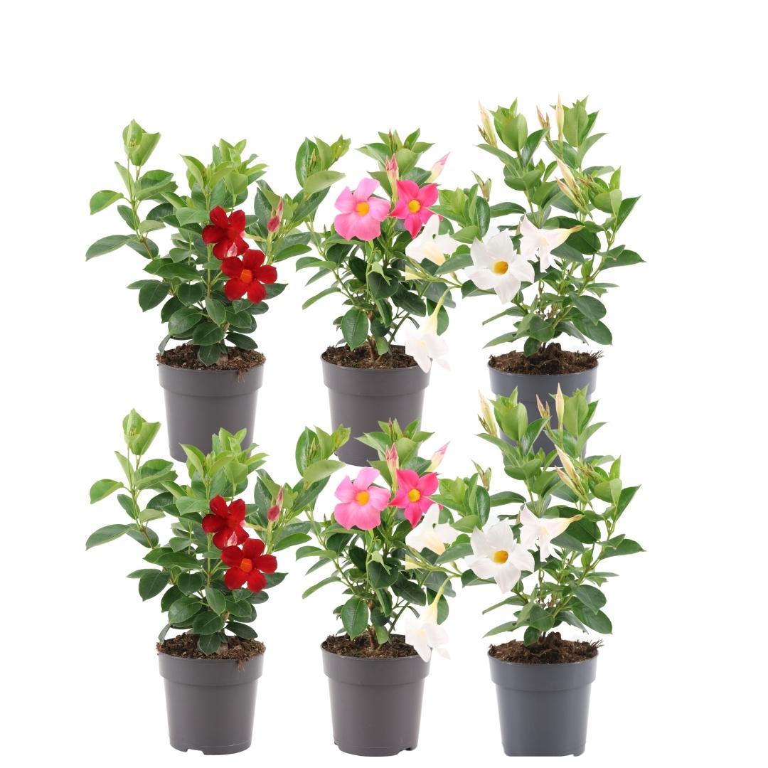Productafbeelding van Pureplant