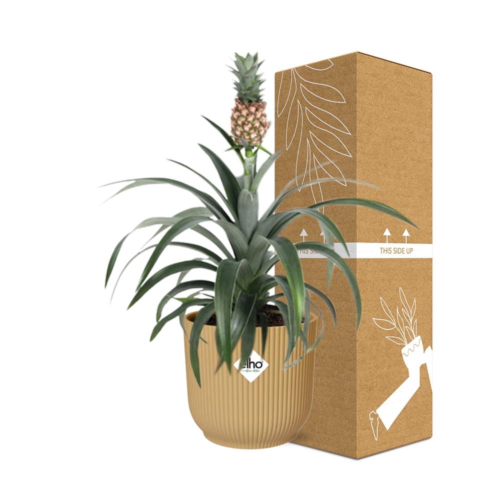 Detailfoto van Ananas Mi Amigo in ELHO Vibes Fold 14cm geel