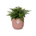 Detailfoto van Asplenium Parvati in ELHO Vibes Fold 14cm roze