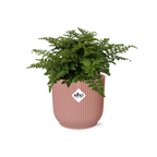 Detailfoto van Asplenium Parvati in ELHO Vibes Fold 14cm roze