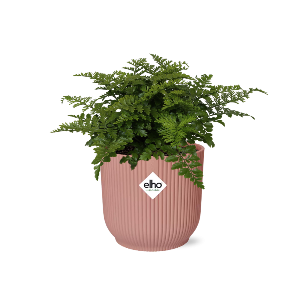 Detailfoto van Asplenium Parvati in ELHO Vibes Fold 14cm roze