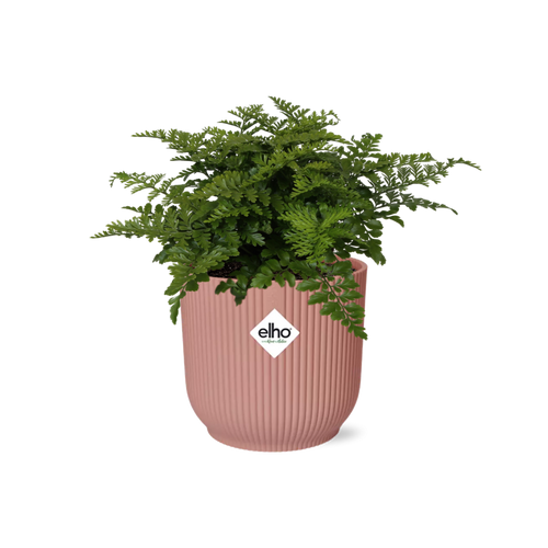 Detailfoto van Asplenium Parvati in ELHO Vibes Fold 14cm roze