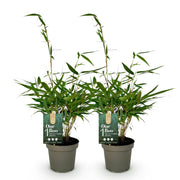 Fargesia robusta Pingwu, 35 cm hoog