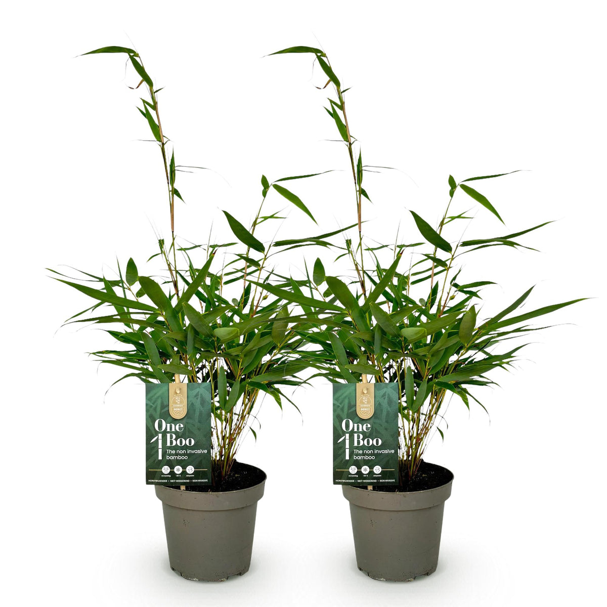 Fargesia robusta Pingwu, 35 cm hoog, detail van het blad