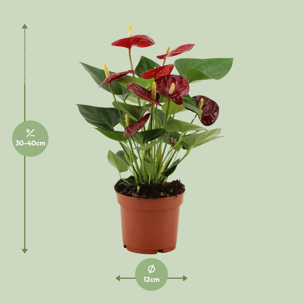 Detailfoto van Anthurium Calon In Transparant Sleeve