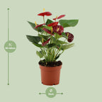 Detailfoto van Anthurium Calon In Transparant Sleeve