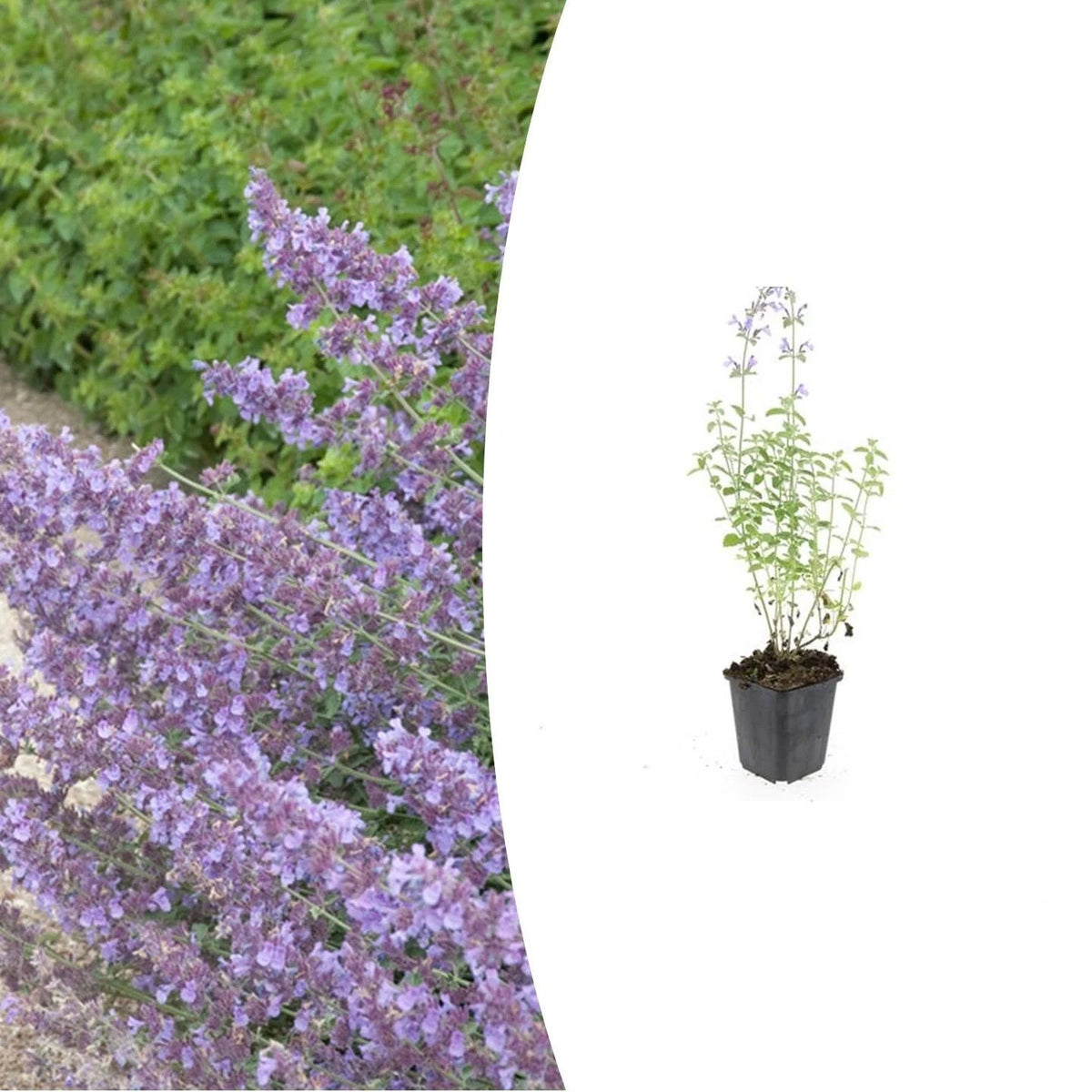 Nepeta 'Walker's Low', plant in pot
