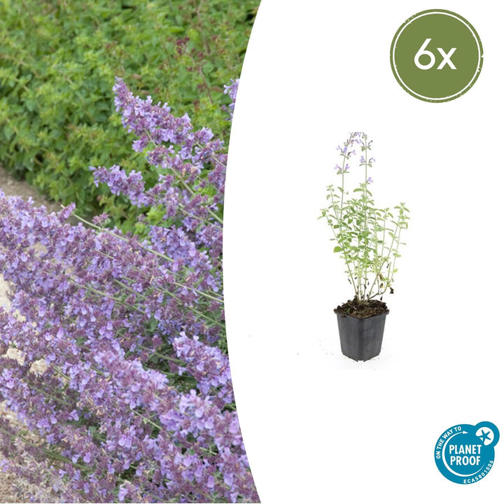 Nepeta &