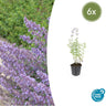 6x Nepeta 'Walker's Low'